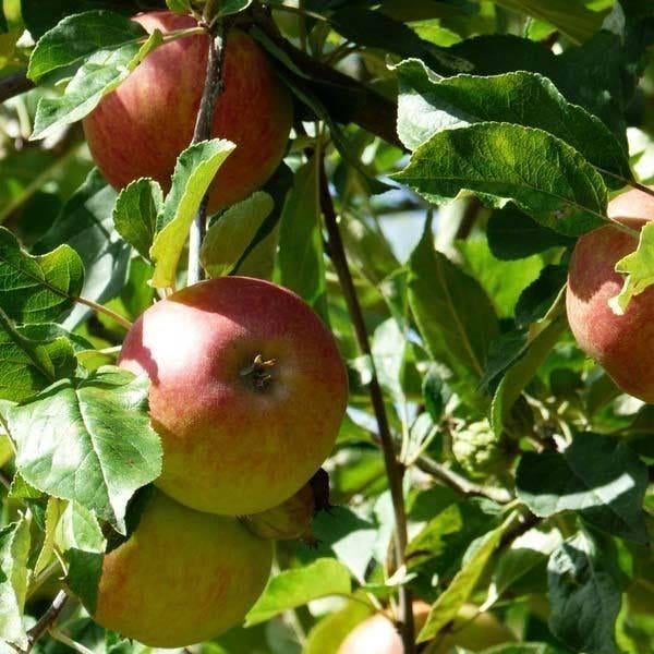 Oude Appelboom ‘Malus Elstar’ – Direct Vruchten aan de Boom, Tuin en Terras, Ophalen of Verzenden