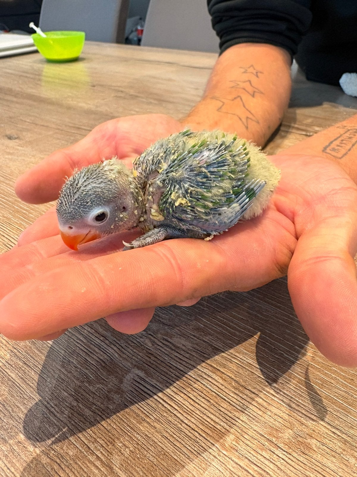 Jonge agapornis, Dieren en Toebehoren, Geslacht onbekend, Dwergpapegaai of Agapornis, Tam