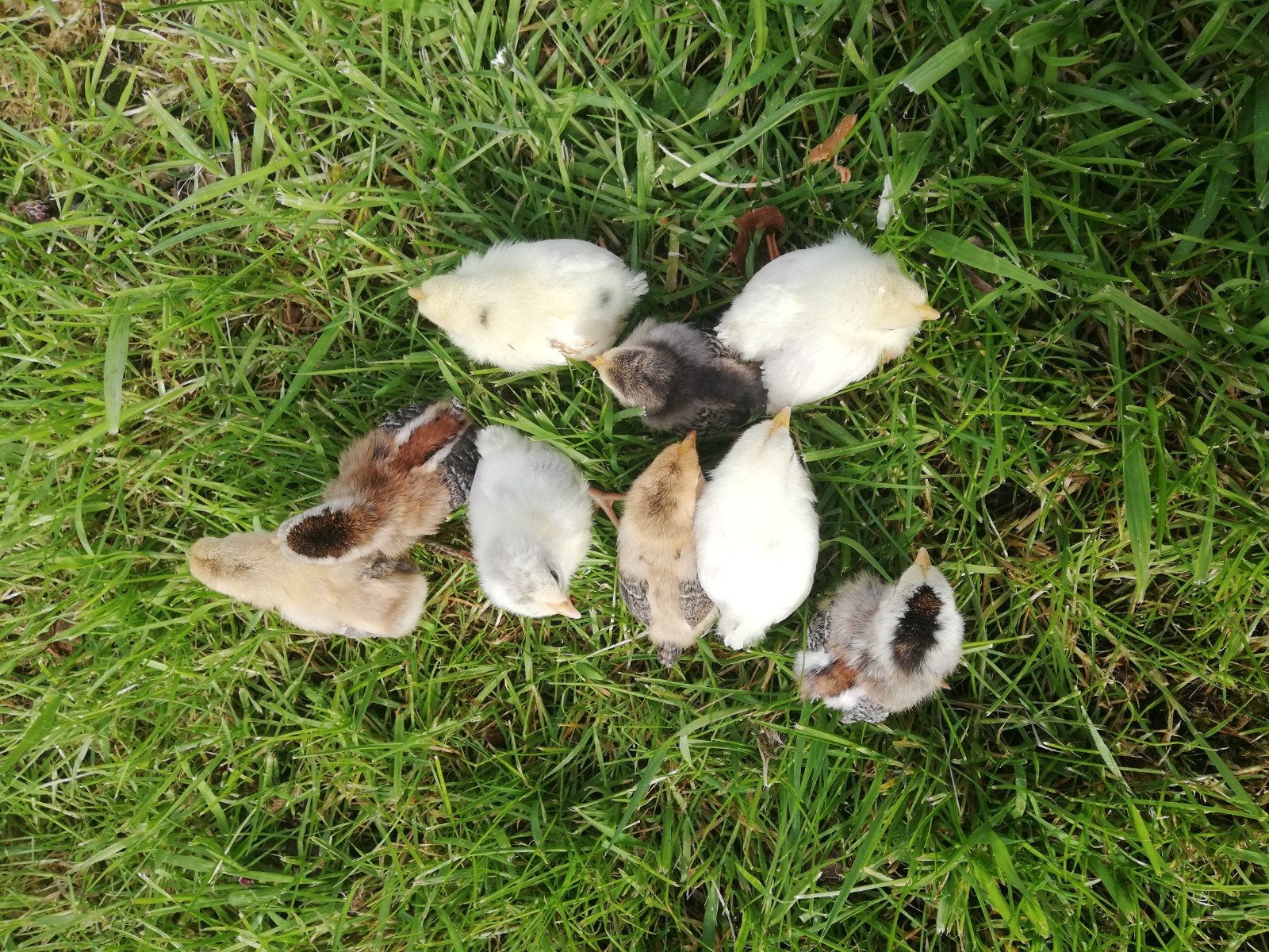Kuikens te koop, Plusieurs animaux, Poule ou poulet