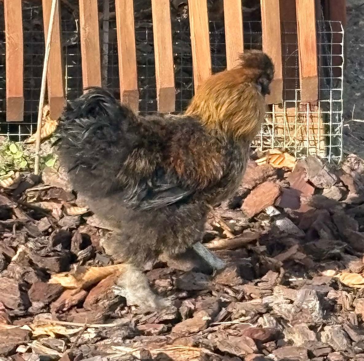 Zijdehoen haanjte, Dieren en Toebehoren, Mannelijk, Kip