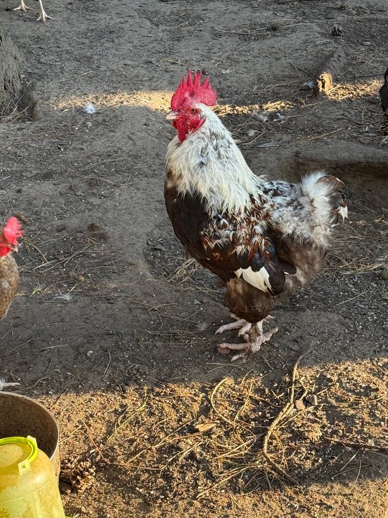 Duitse Faverolles Haan, Animaux & Accessoires, Mâle, Poule ou poulet