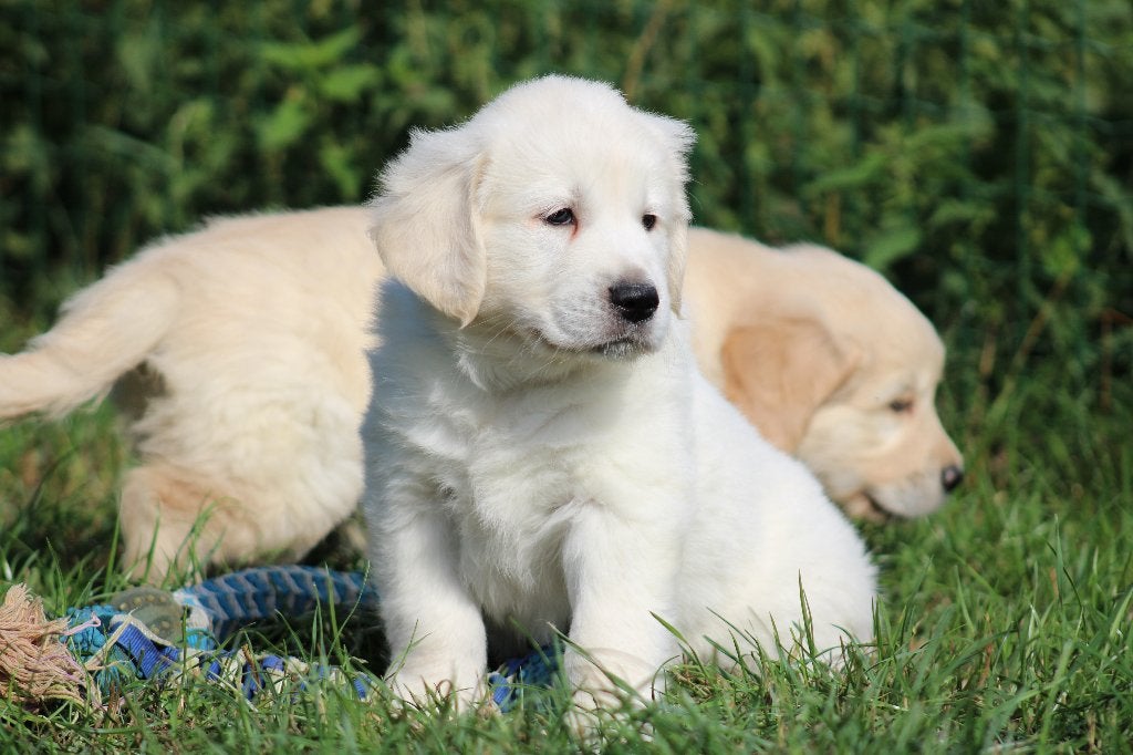Golden Retriever pups, Dieren en Toebehoren, Golden retriever, België, CDV (hondenziekte), 8 tot 15 weken