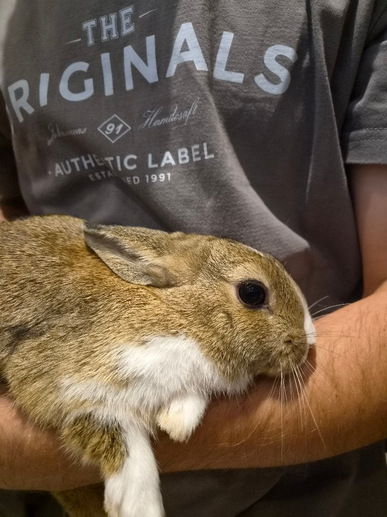 Dwergkonijn, Dieren en Toebehoren, Vrouwelijk, Dwerg, 0 tot 2 jaar