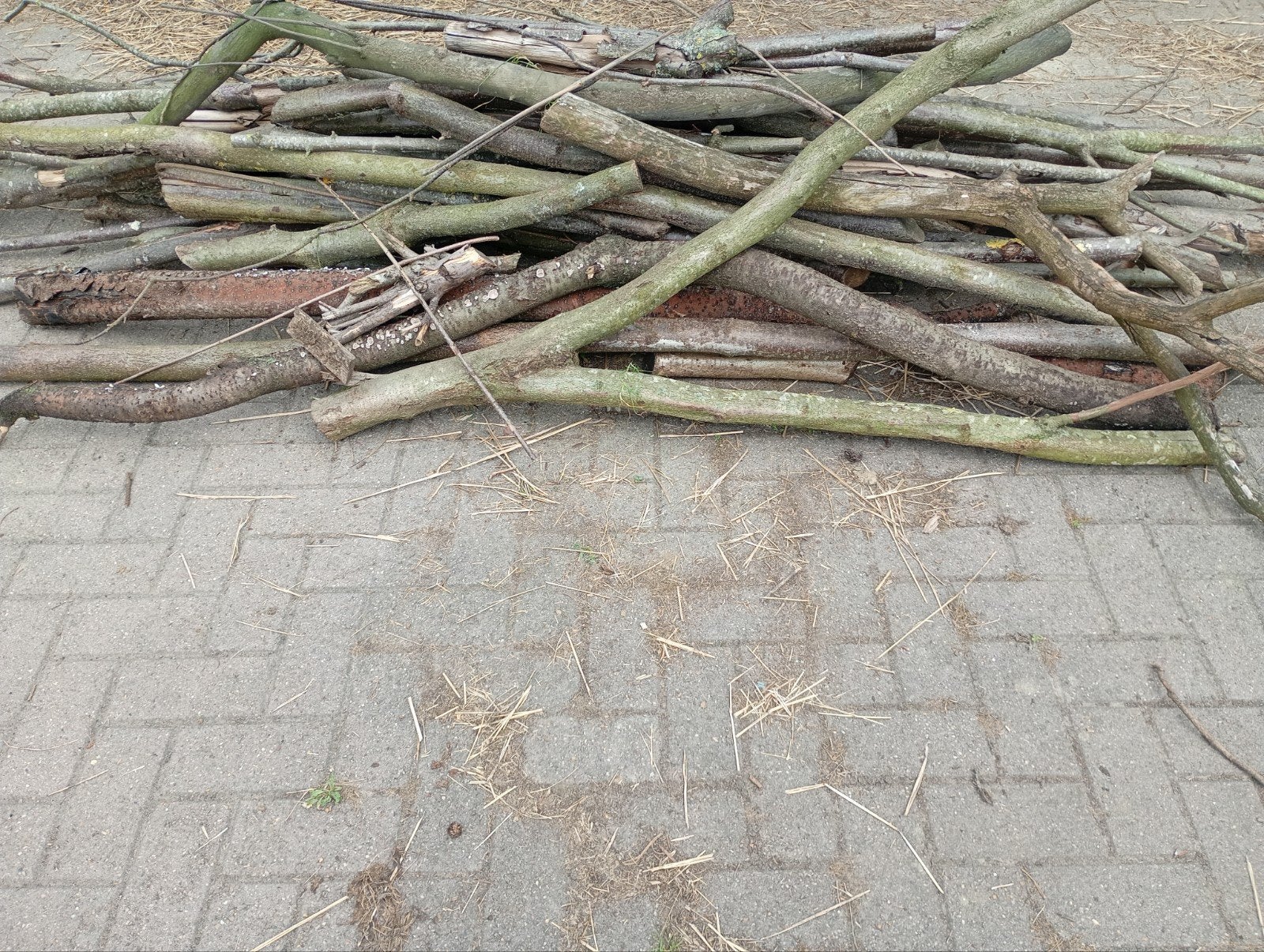 Gratis brandhout, Ophalen, Overige houtsoorten, Stammen