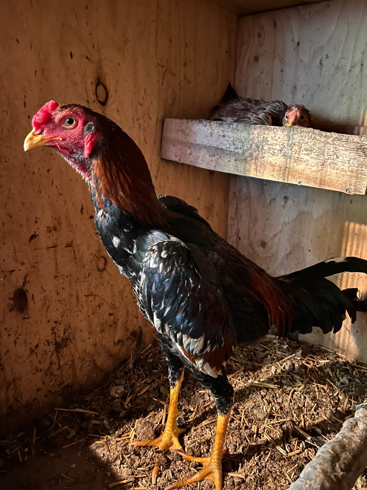 Shamo(Hint), Dieren en Toebehoren, Meerdere dieren