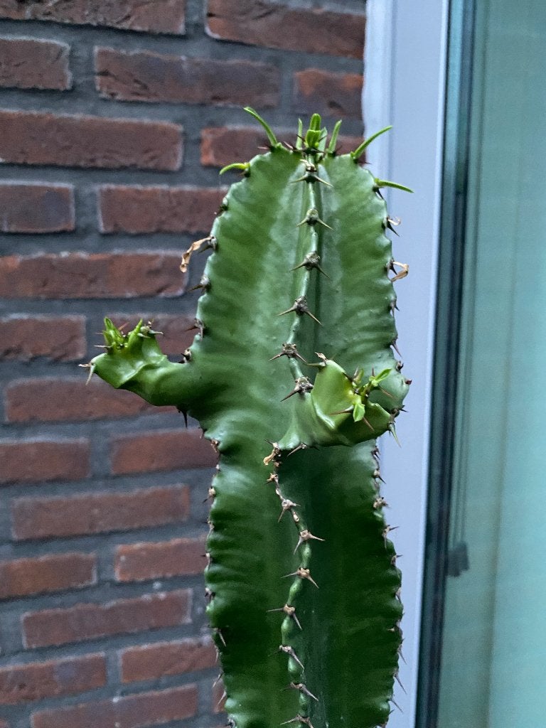 Cactus, Ophalen, Halfschaduw, 150 tot 200 cm, Groene kamerplant