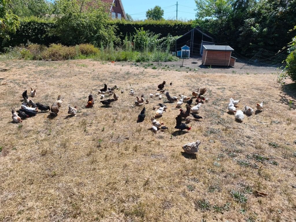 Serama kippen, Femelle, Poule ou poulet