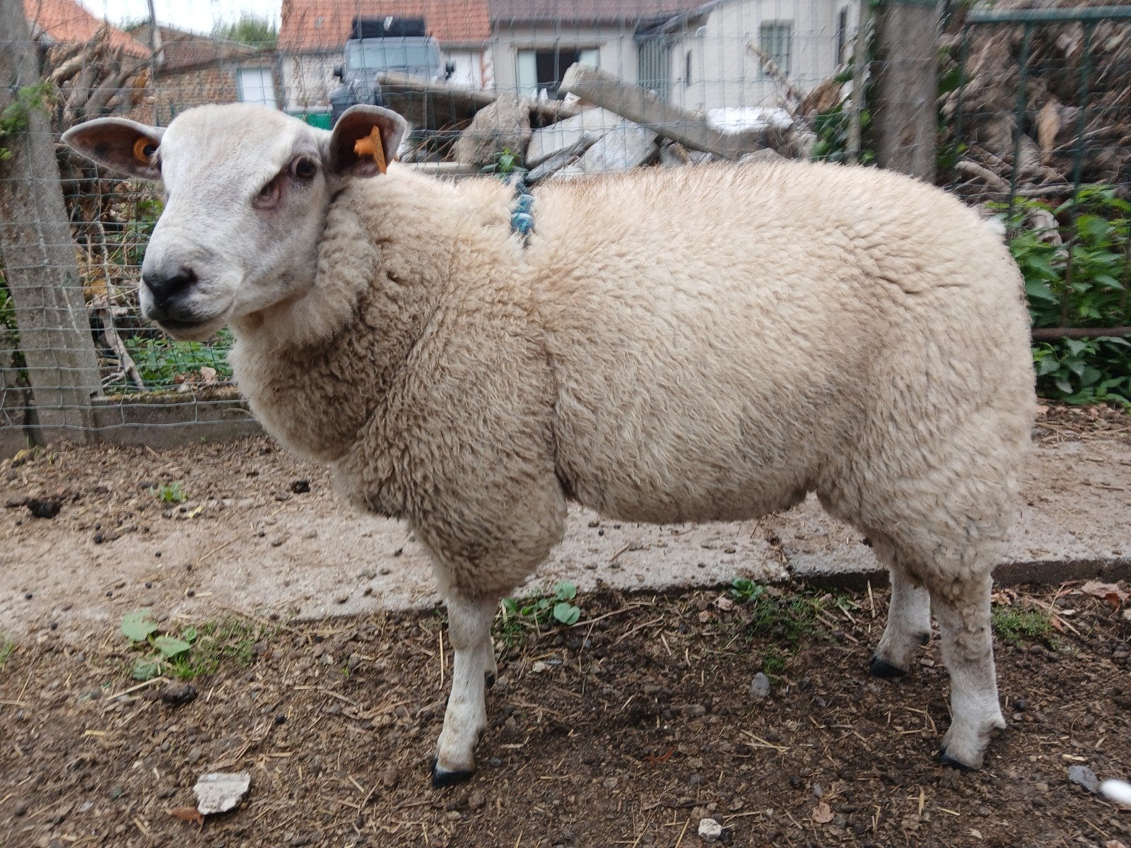 ram, Dieren en Toebehoren