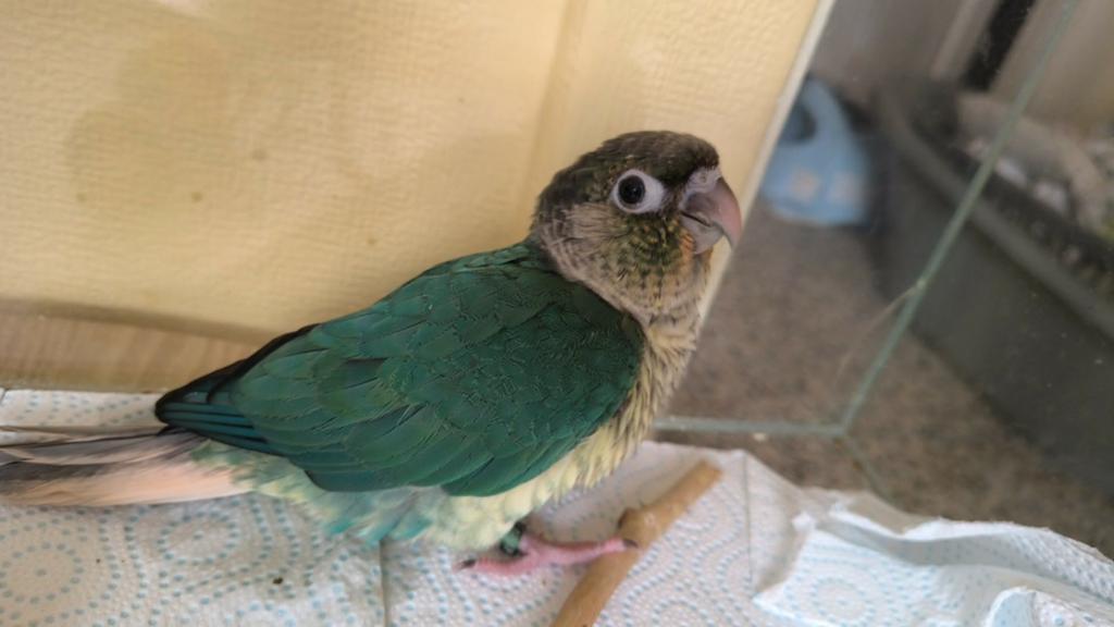 connure molinea
Mutation : opaline, Dieren en Toebehoren, Vogels | Toebehoren