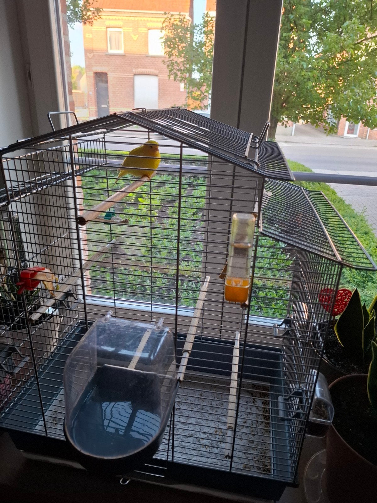 Ik verkoop kanarie geel man met kooi mijn tel 0495887963, Dieren en Toebehoren