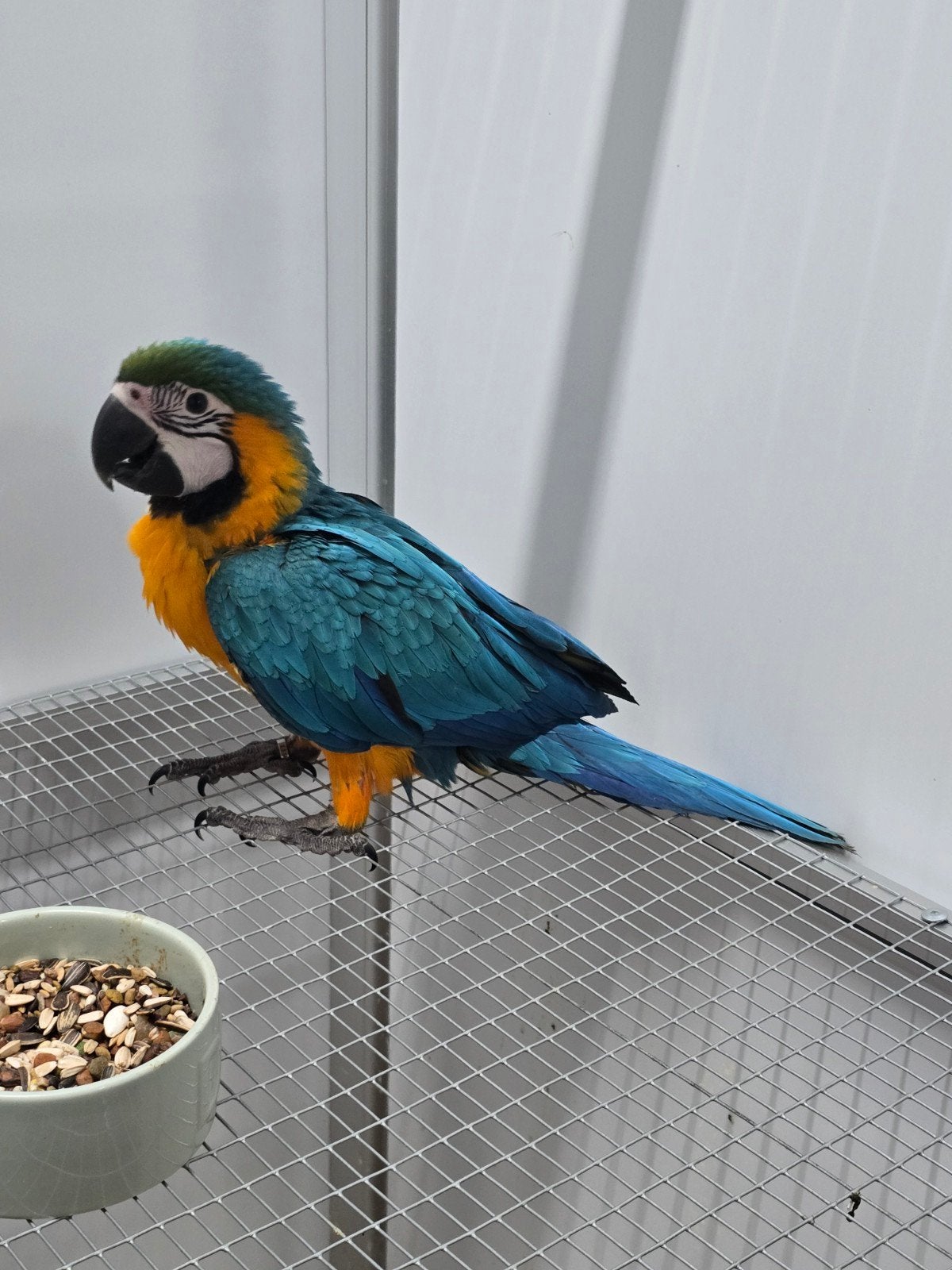 Jonge tamme baby Blauw Gele Ara

Correct geringd en met over, Papegaai, Tam