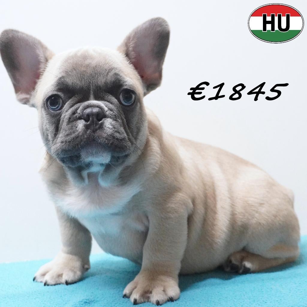 Adorables chiots Bouledogue Français à vendre, 15 semaines à 1 an, Hépatite contagieuse (maladie de Rubarth), Autres races, Plusieurs animaux