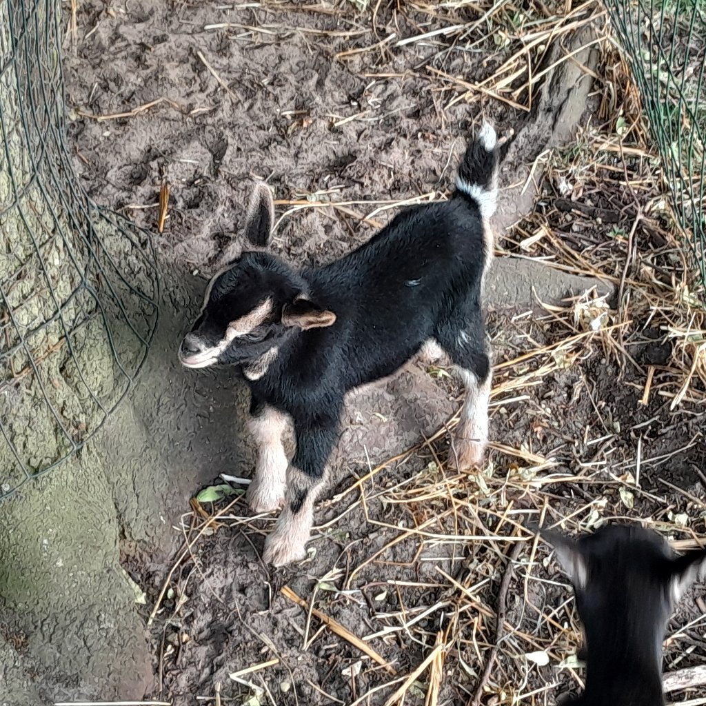 Dwerggeiten te koop Black and Tan