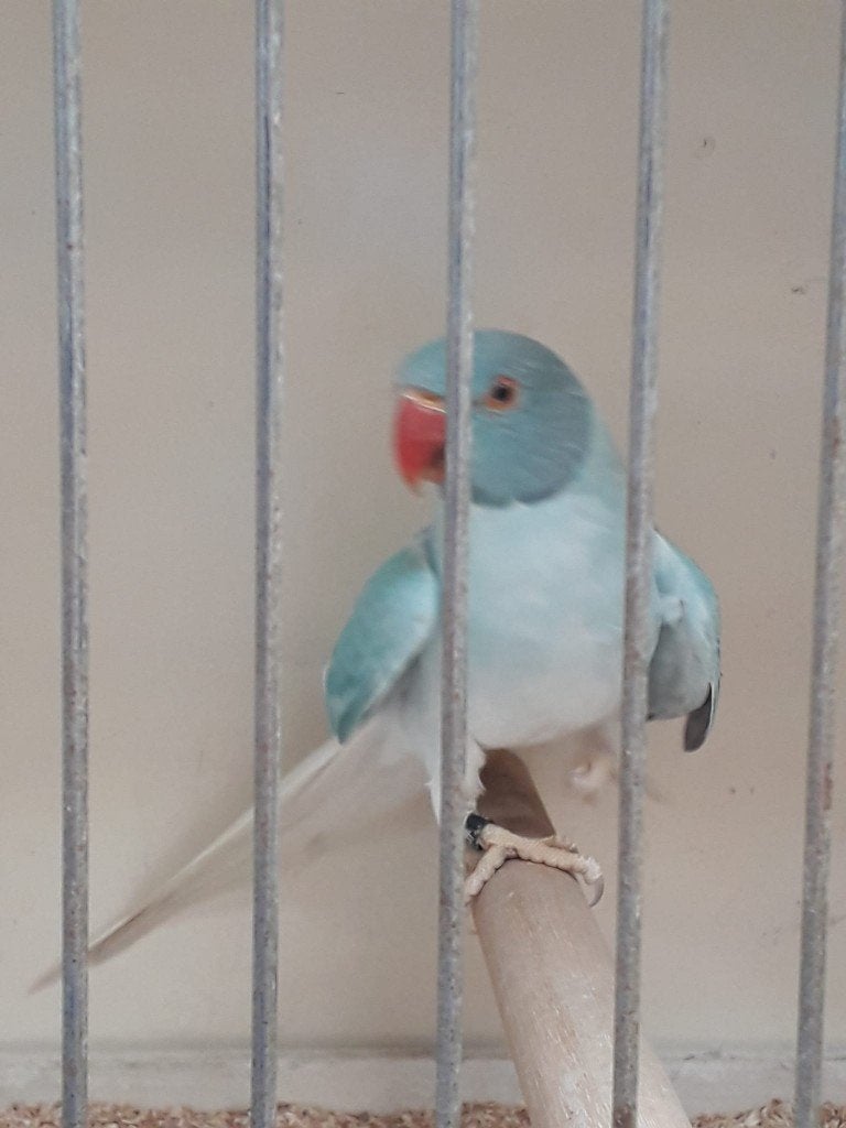 Halsband parkieten, Meerdere dieren, Parkiet, Geringd