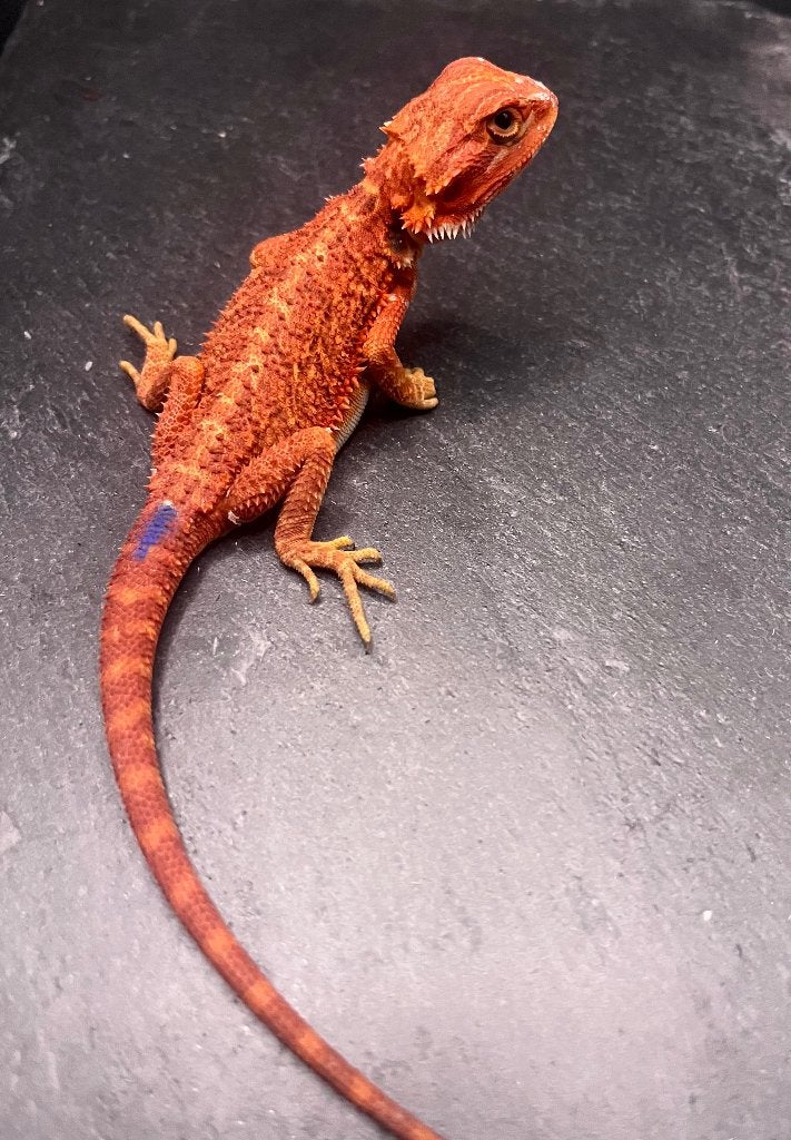 Pogona Vitticeps Red Monster  Extreemrood Hypo Trans, Hagedis, Tam, 0 tot 2 jaar