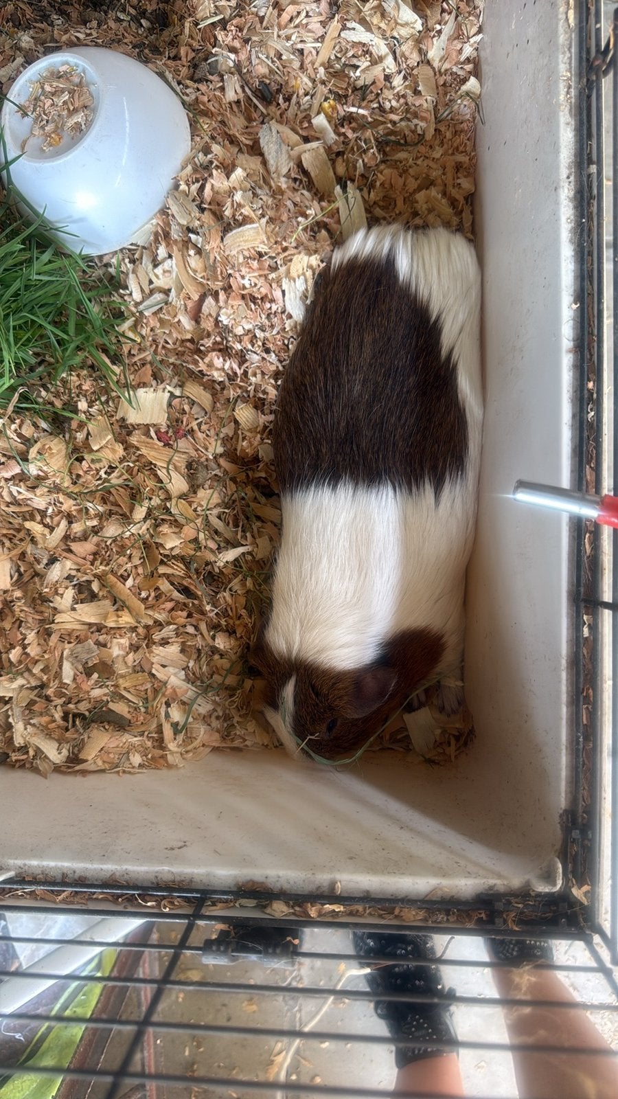 Cavia man zoek ik zo obgeveer, Août, Mâle, Domestique, Cobaye