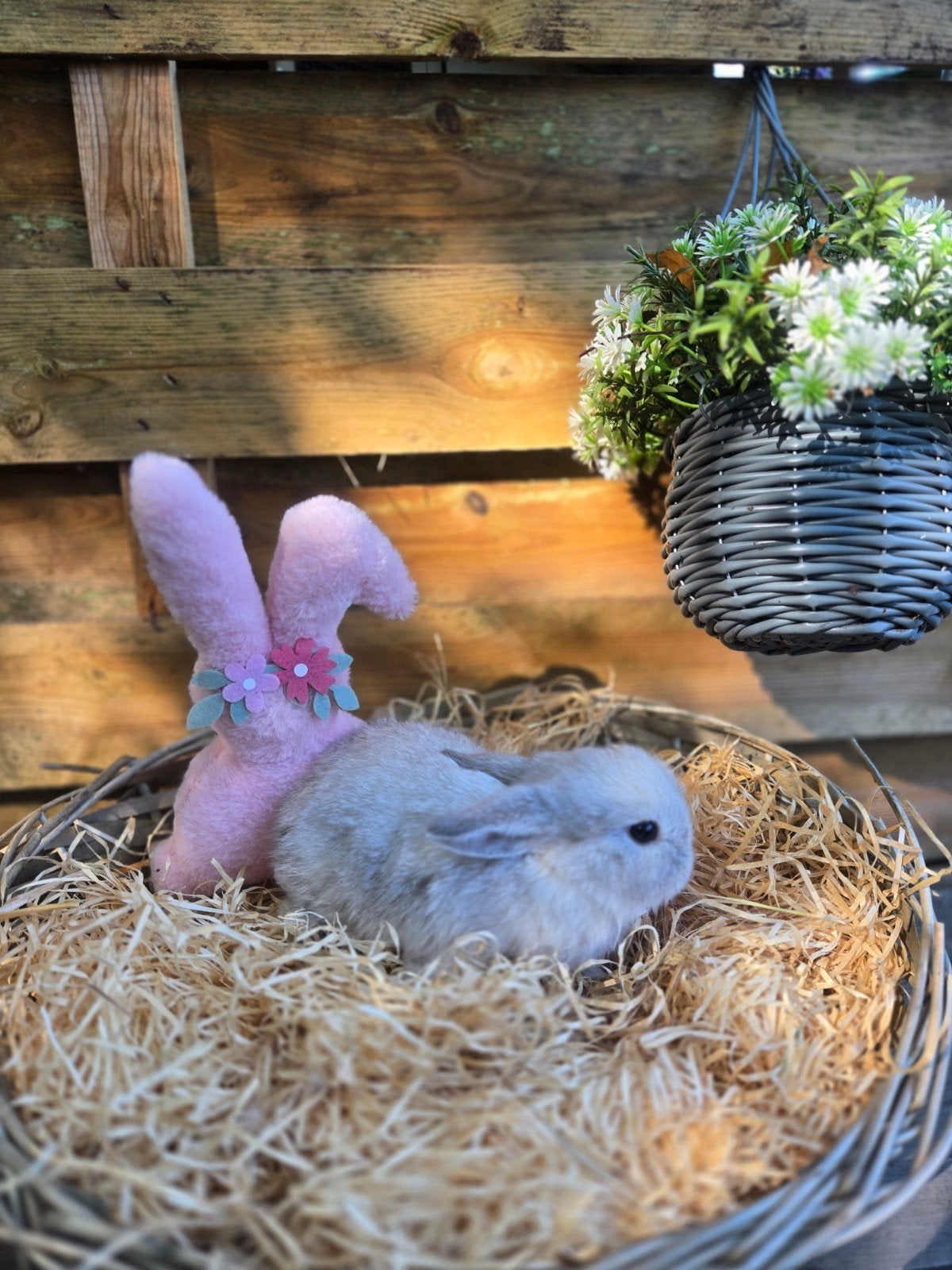 minilop, Animaux & Accessoires