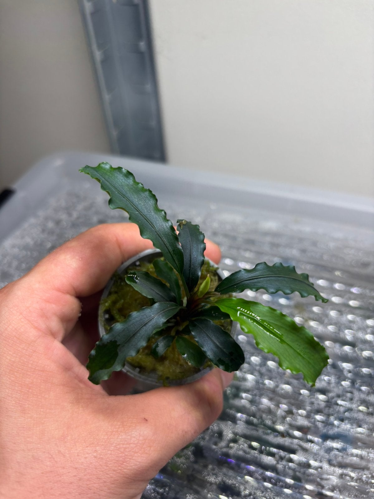 Bucephalandra sp, Dieren en Toebehoren, Ophalen of Verzenden, Nieuw, Plant(en), Steen of Hout