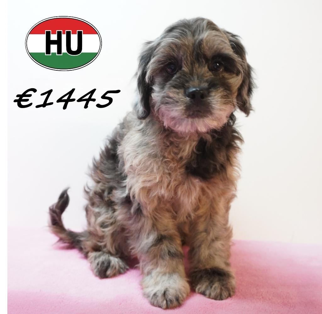 Frenchiepoo, pups te koop, Dieren en Toebehoren, Honden | Niet-rashonden, 15 weken tot 1 jaar, Handelaar, Buitenland, Parvo
