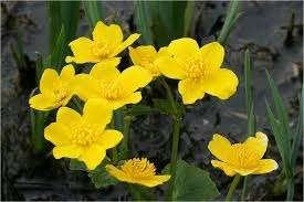 Gele dotterbloem, Ophalen, Nieuw
