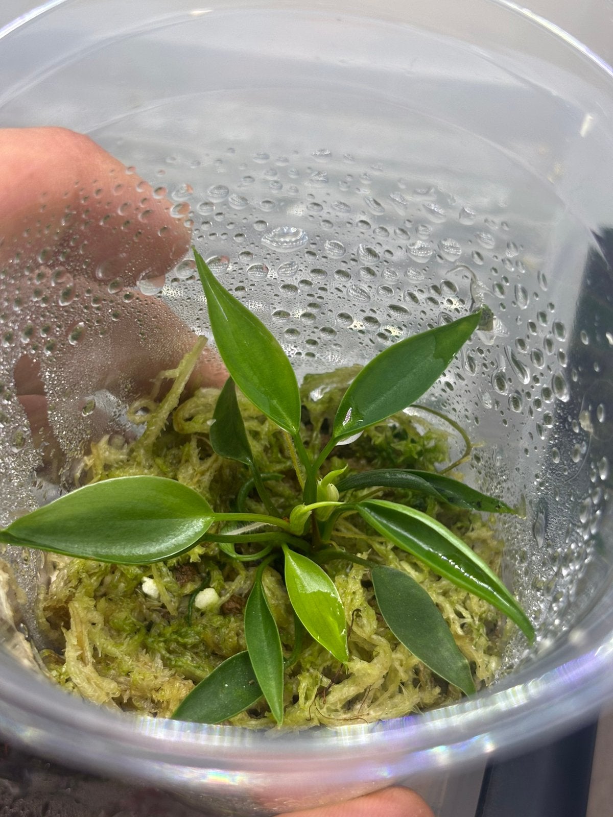 Mini-nain Philodendron, Enlèvement ou Envoi, Neuf, Branche, Plante, Roche ou Pierre