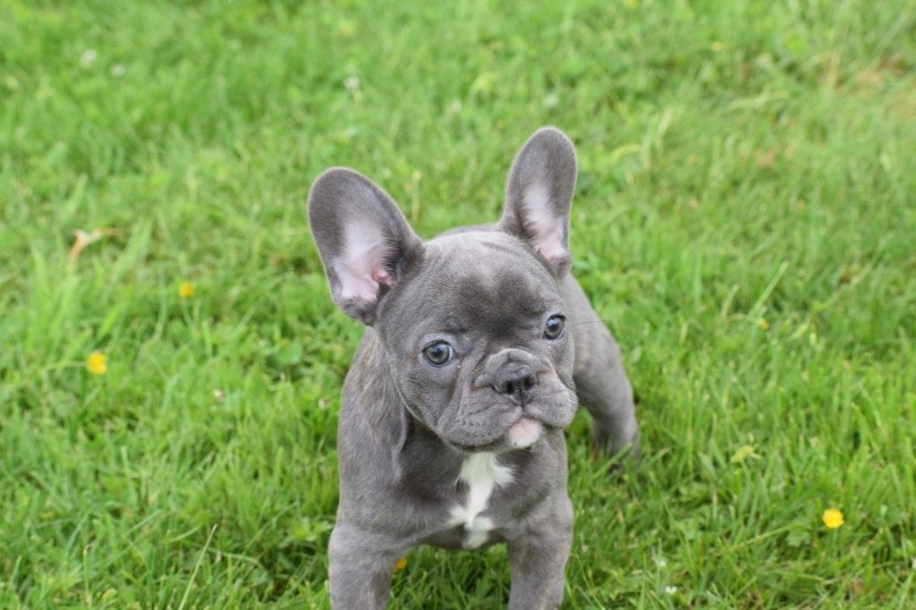 Chiots bouledogue français, Animaux & Accessoires, Chiens | Bouledogues, Pinschers & Molossoïdes, 15 semaines à 1 an, Étranger