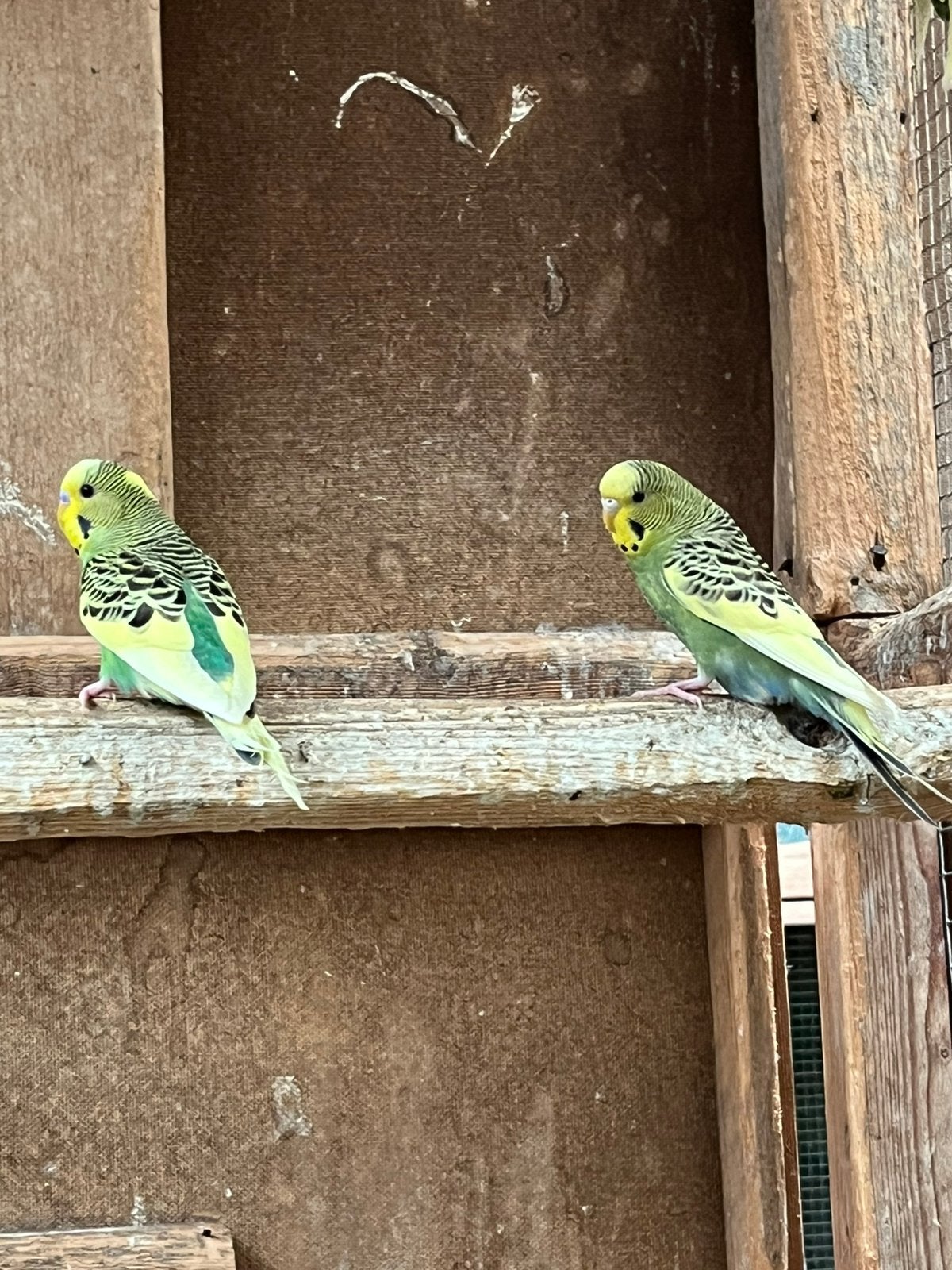 Grasparkieten, Dieren en Toebehoren, Vogels | Parkieten en Papegaaien, Meerdere dieren, Parkiet
