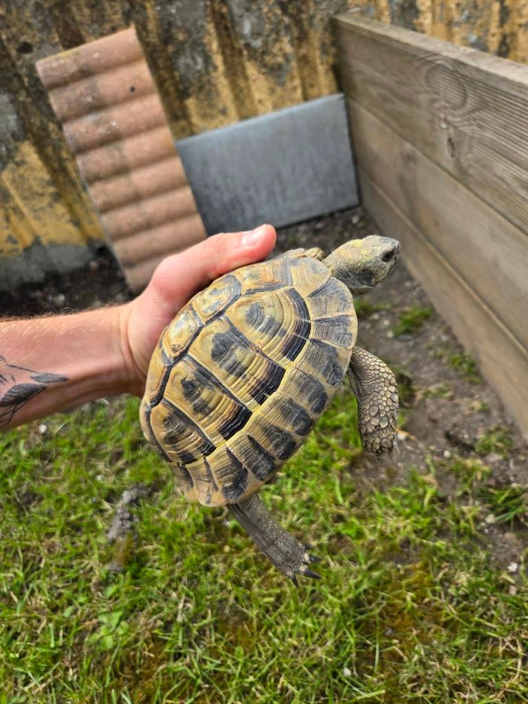 Tortue Hermann boettgeri mâle, Tortue