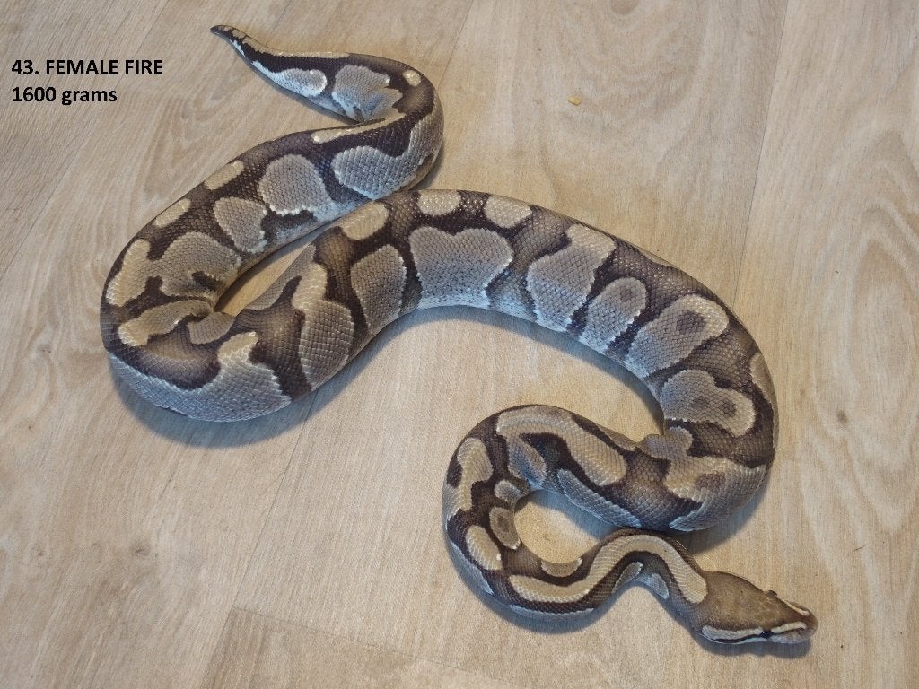Koningspythons halfwas en volwassen kweekdieren deel 2 Ball Python photo 19