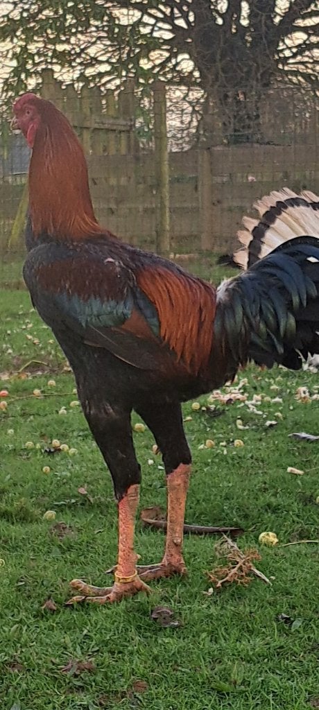 Indio gigante, Plusieurs animaux, Poule ou poulet