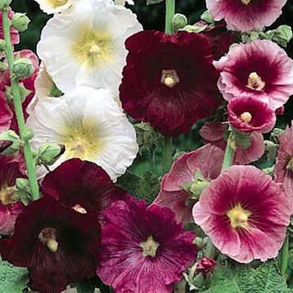 Alcea of stokrozen kleurmix 0.50 per potje, Tuin en Terras, Ophalen