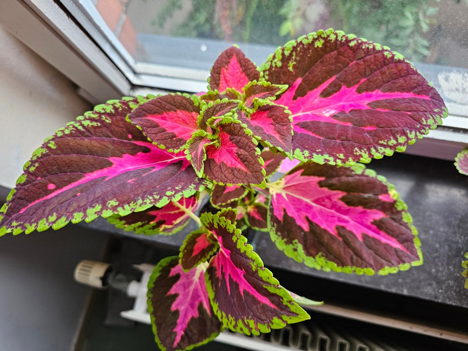 Coleus 2 tiges, Ophalen