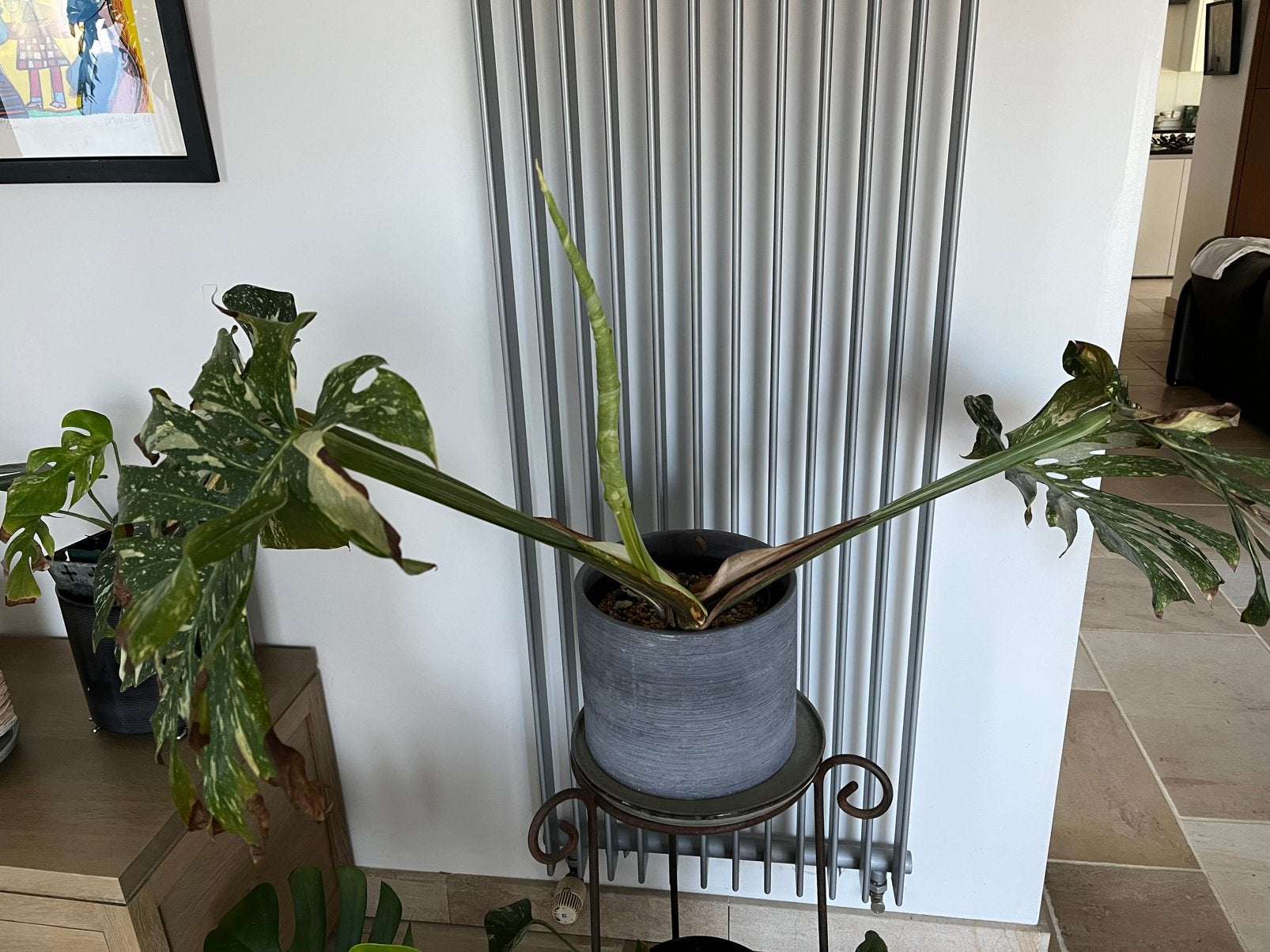 Monstera thai constellation, Enlèvement