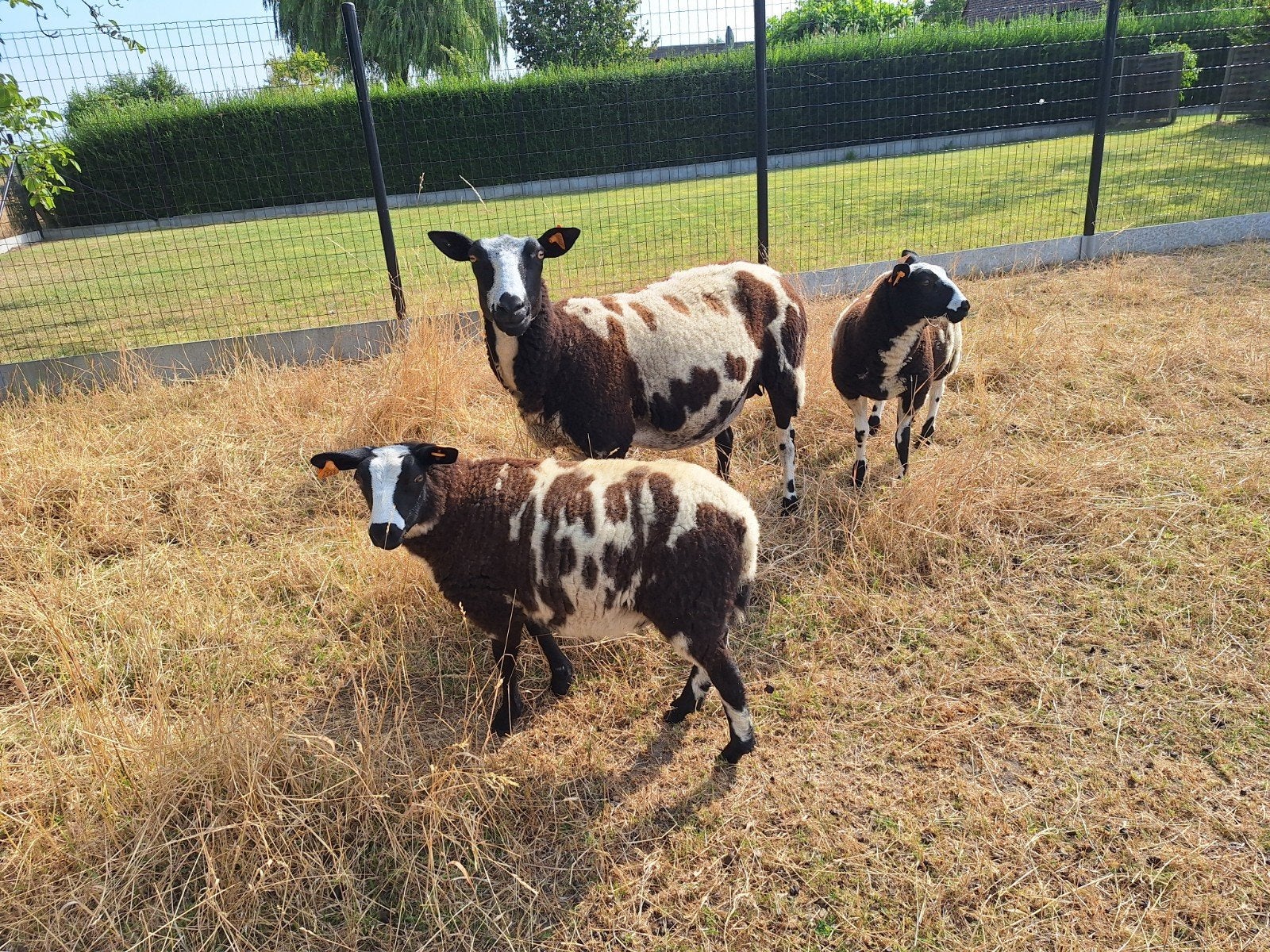 6 mooie lammeren, Dieren en Toebehoren, Schaap, 0 tot 2 jaar