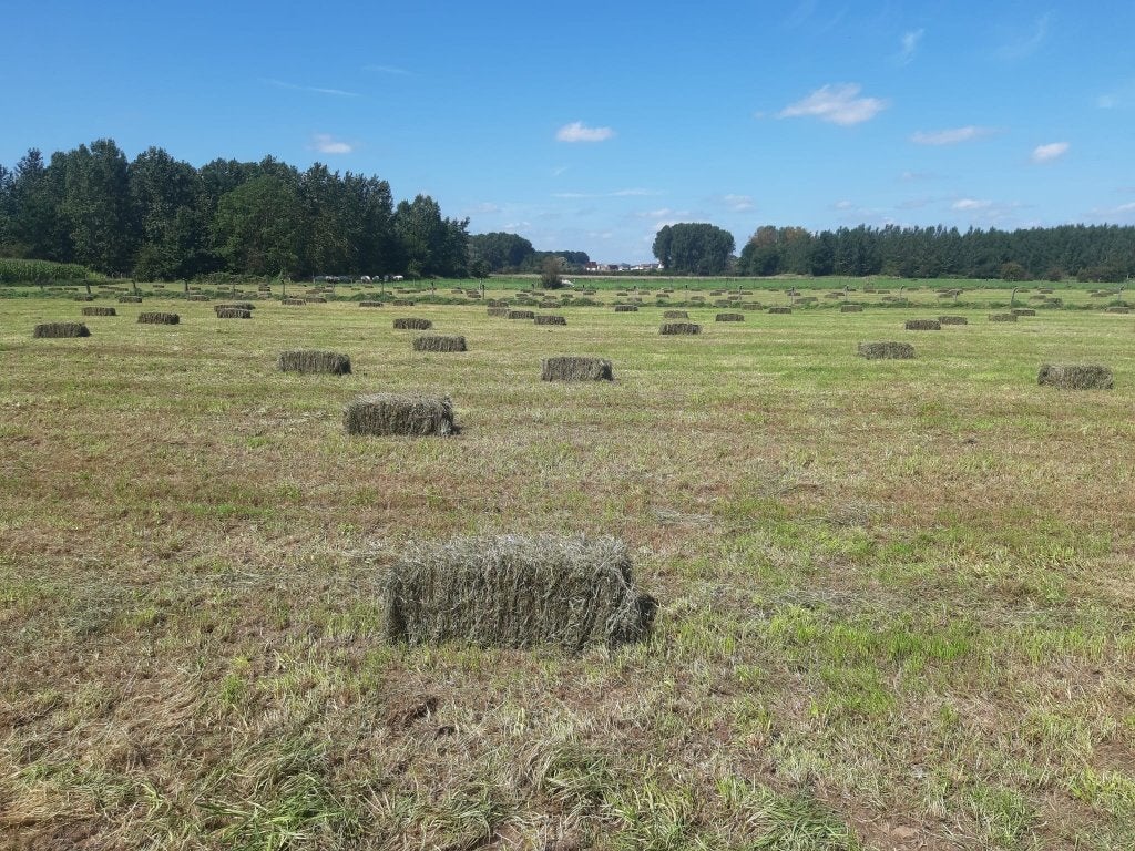 Hooi eerste snede 2026, uitstekende kwaliteit, Ophalen