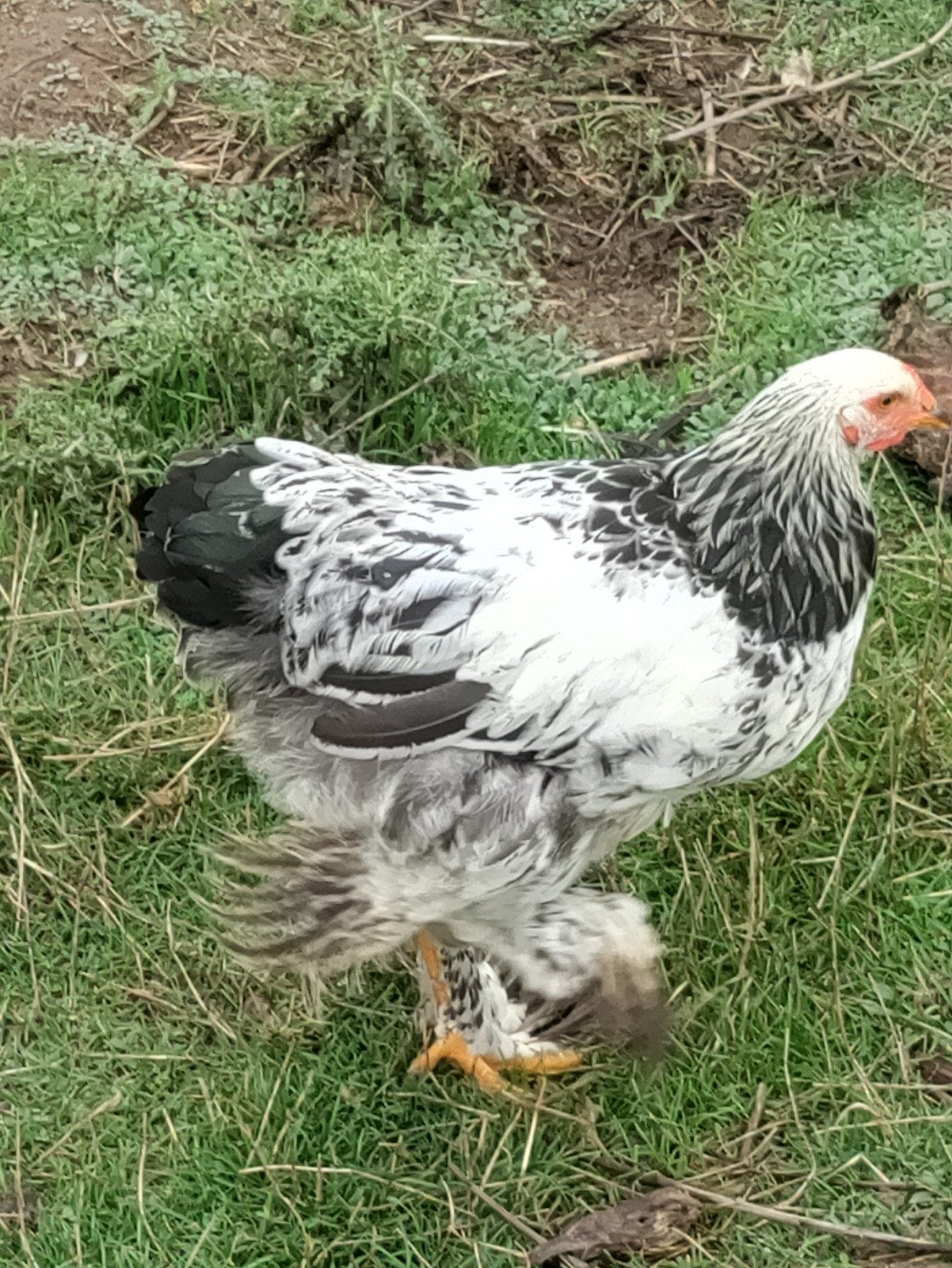 brahma haan, Dieren en Toebehoren, Mannelijk, Kip