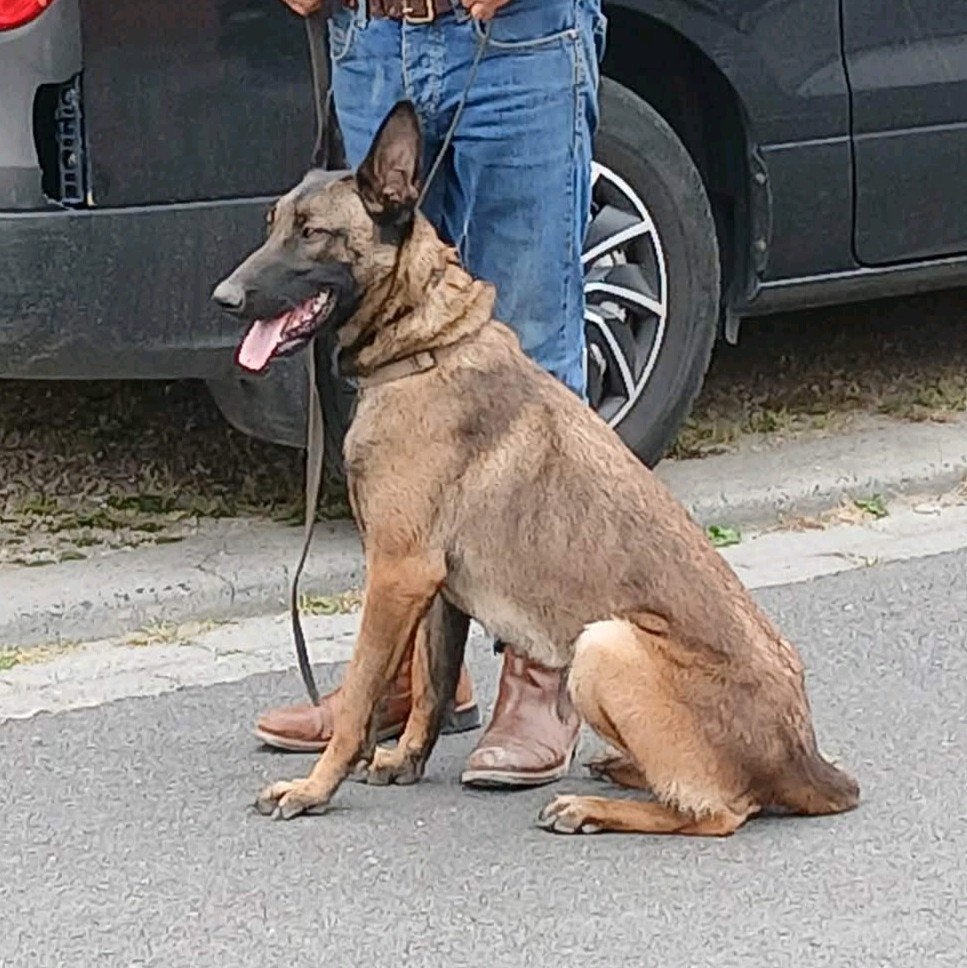 Jeune FCI femelle malinoise 15 mois, Animaux & Accessoires, Chiens | Bergers & Bouviers, 1 à 2 ans, Maladie de Carré (chiens)