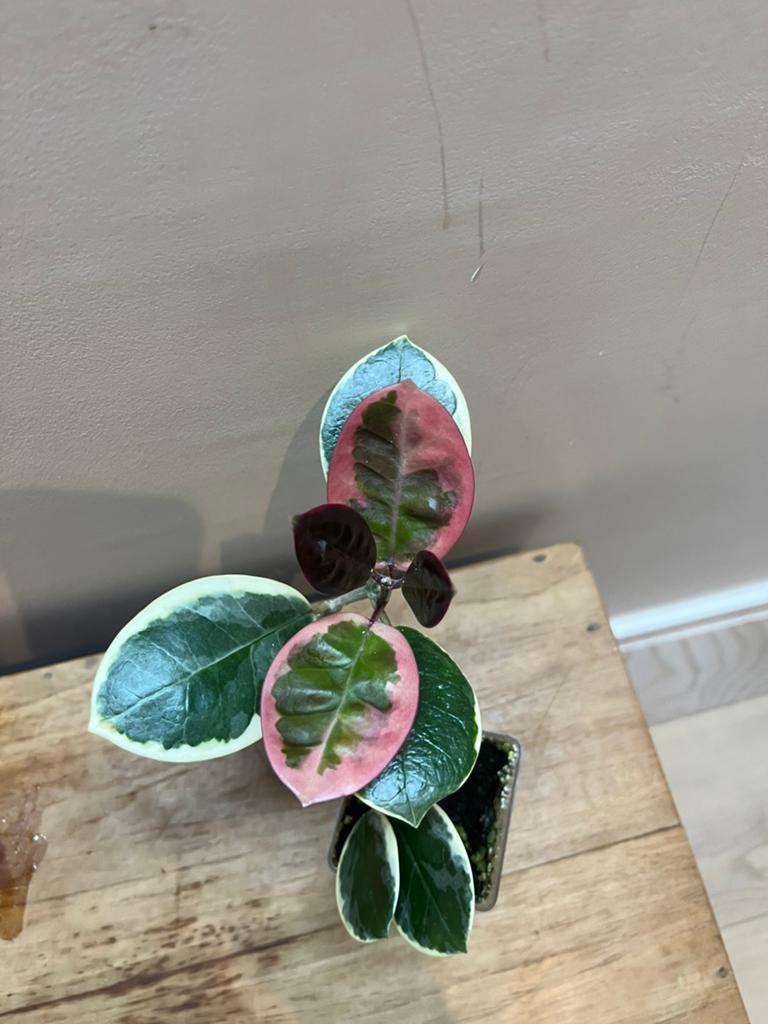 Hoya Australis Albomarginata, Maison & Meubles, Plantes d'intérieur, Envoi