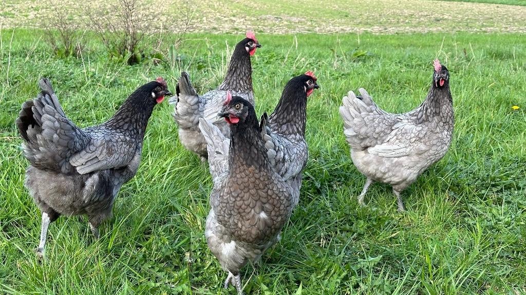 bleu de landes legkippen, Dieren en Toebehoren, Pluimvee, Kip