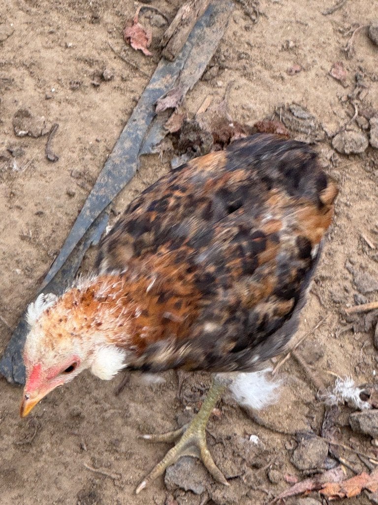 Araucana tarwe haantjes, Animaux & Accessoires