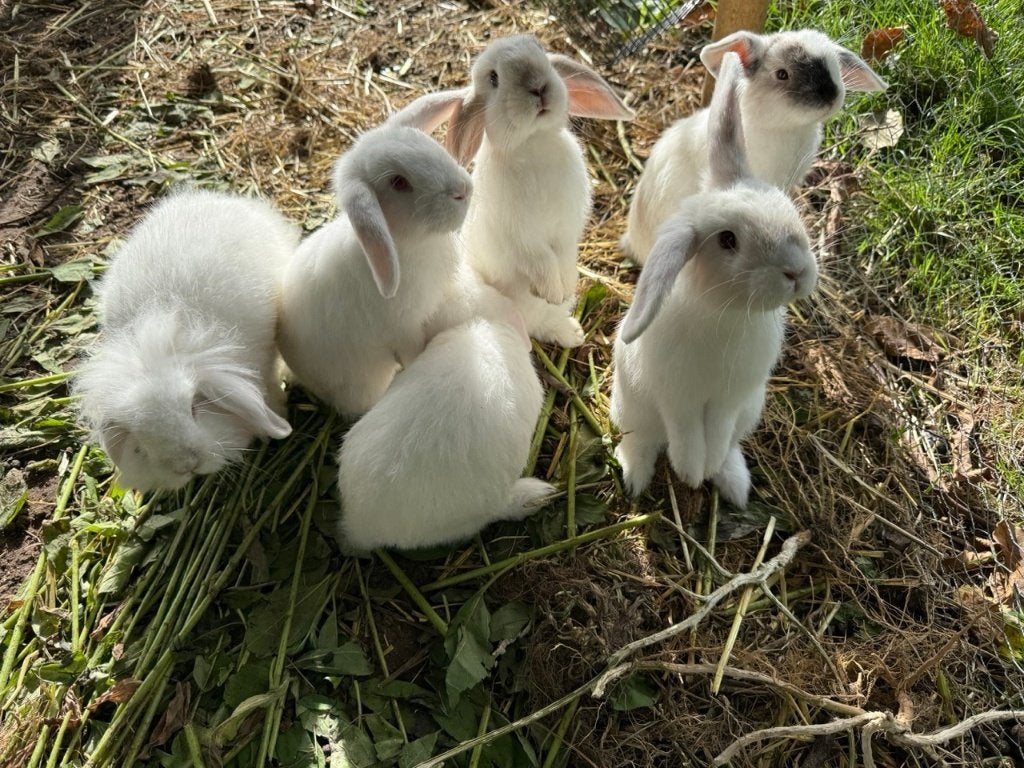 Hangoorkonijnen, Plusieurs animaux, Taille moyenne, Oreilles tombantes, 0 à 2 ans