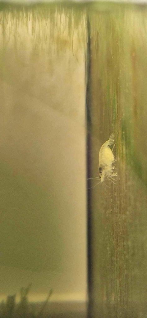 Pearl White garnaal (Neocaridina), Dieren en Toebehoren, Kreeft, Krab of Garnaal, Zoetwatervis, Schoolvis