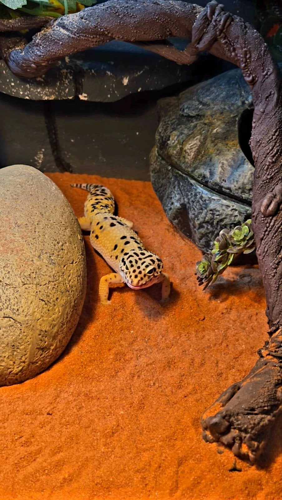 Luipaard gekko met alle toebehoren, Animaux & Accessoires, Avec terrarium