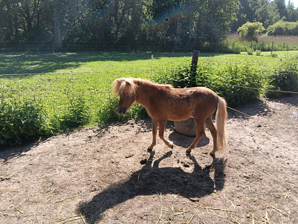 Zeer lieve mini pony, Poney de récréation, Étalon, 0 à 2 ans, Non dressé