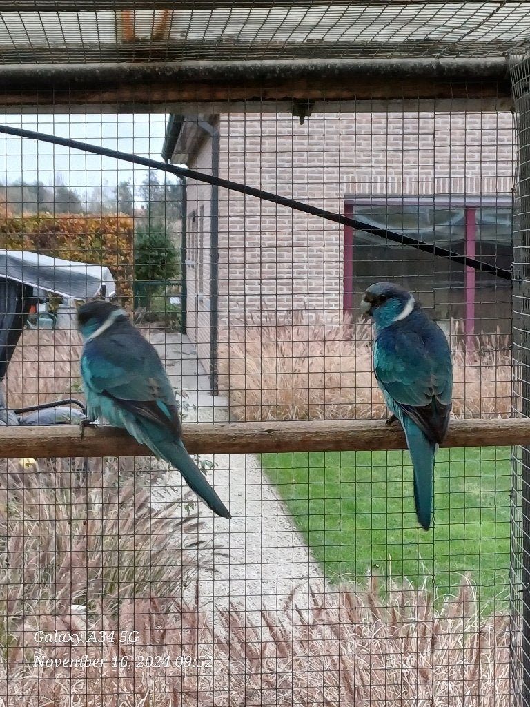 Blauwe barnard 2026: onverwante koppels mogelijk, Dieren en Toebehoren, Parkiet