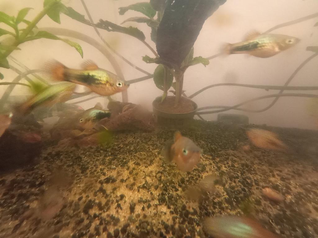 jonge guppy's en platty'sn en waterslakken, Dieren en Toebehoren, Vis, Zoetwatervis