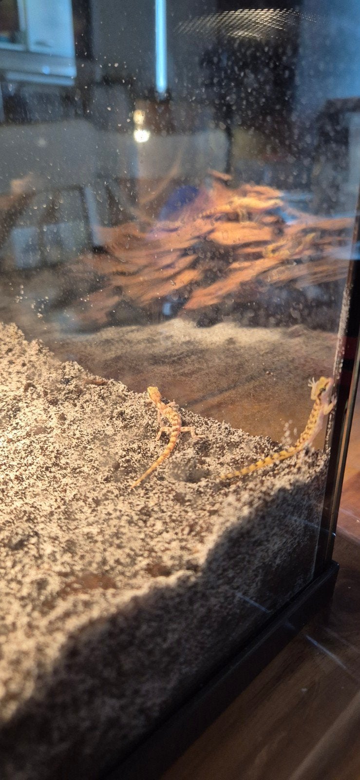 microgekko, Ophalen, Verlichting