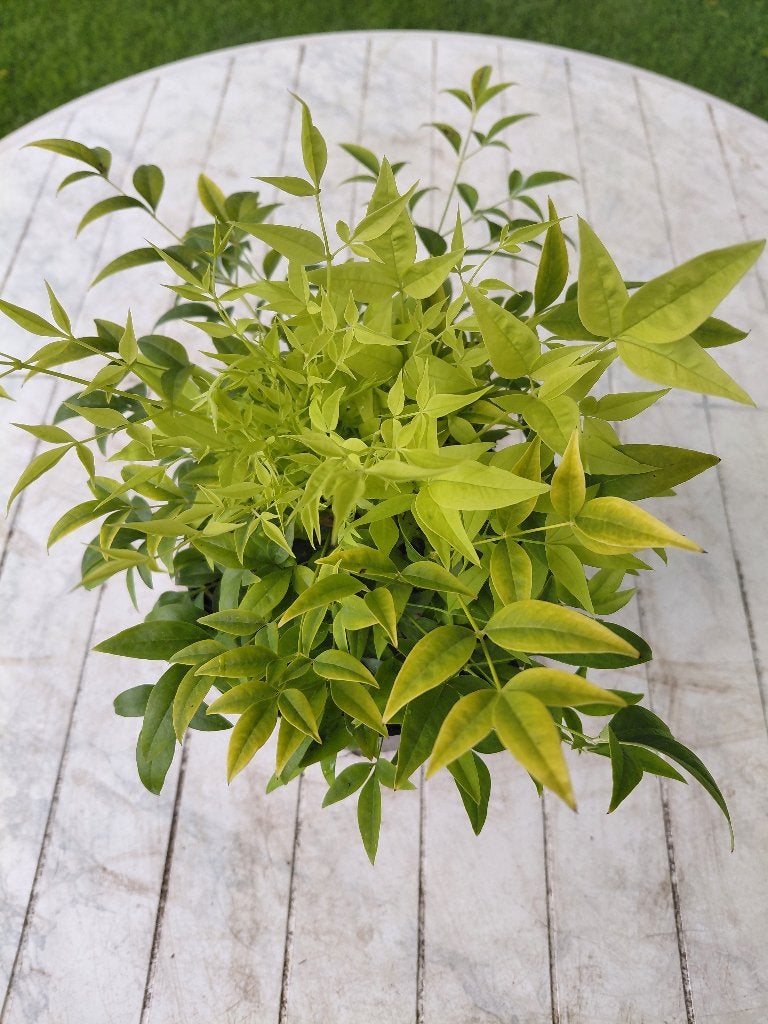 Nandina Magical lemon&lime, Ophalen, Halfschaduw