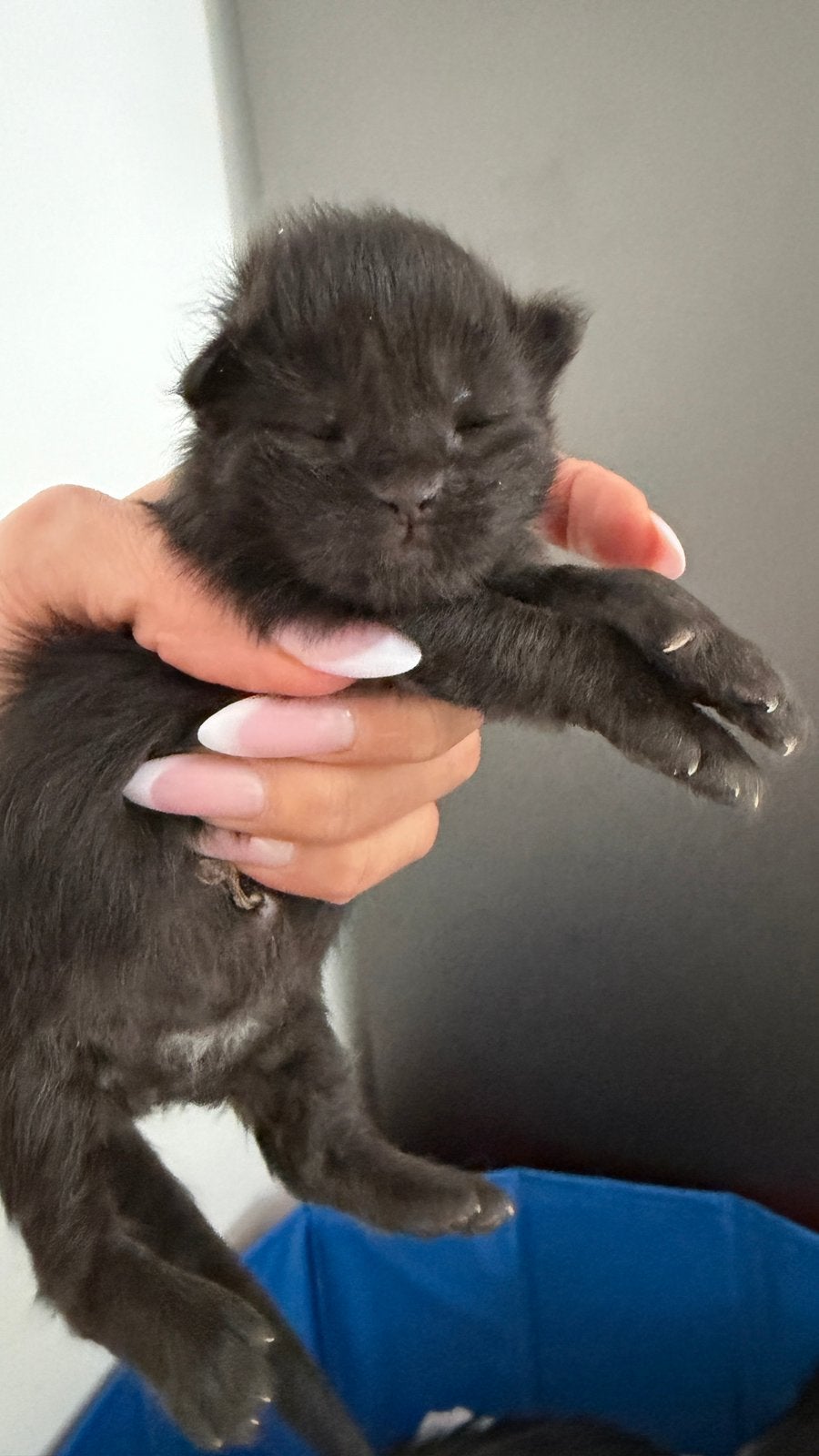 Prachtige Maine Coon kittens ️, Dieren en Toebehoren, Katten en Kittens | Raskatten | Langhaar, Poes, Gechipt, 0 tot 2 jaar