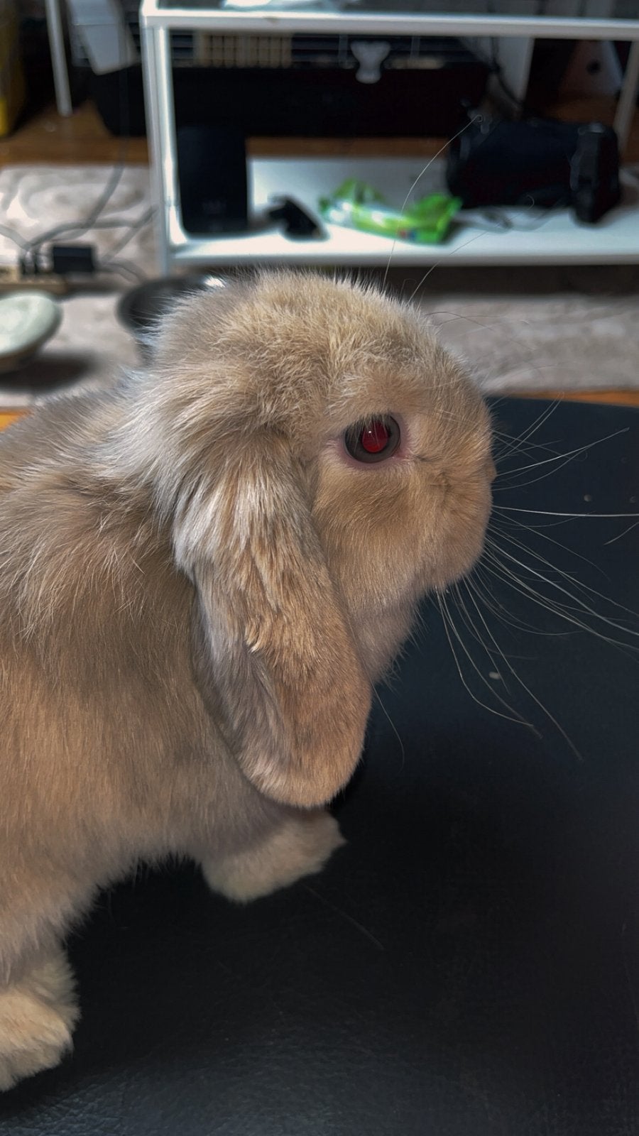 Cookie zoekt een nieuw thuisje, Animaux & Accessoires, Rongeurs & Lapins | Cages & Clapiers, Enlèvement, Cage